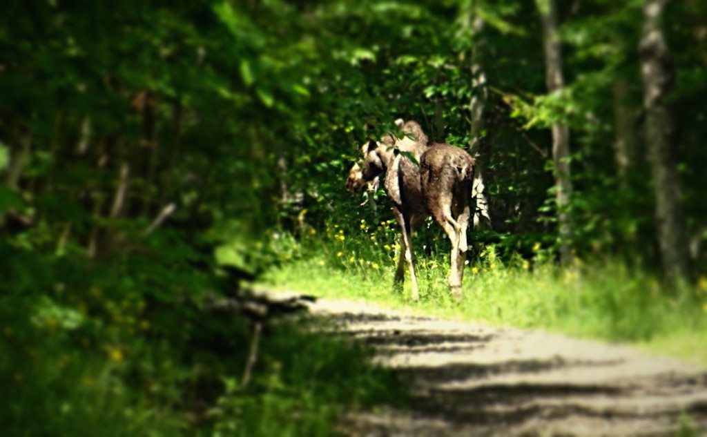 Moose Cabot Trail