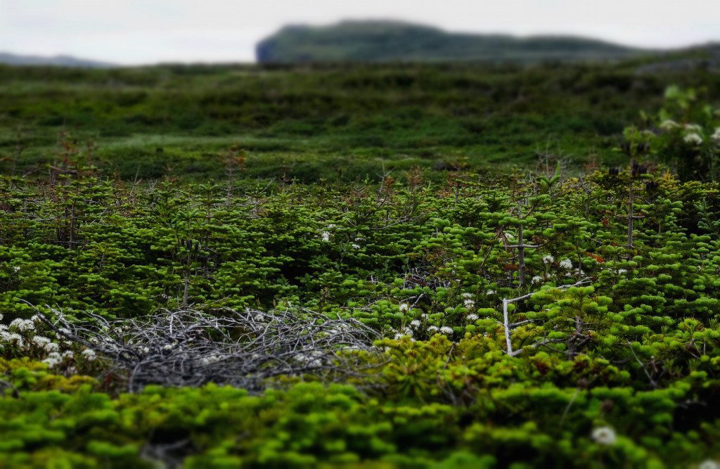 L'Ans aux Meadows landscape