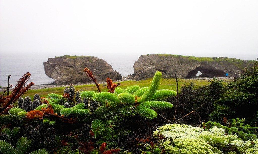 Newfoundland The Arches