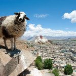 Lhasa-sheep-Tibet