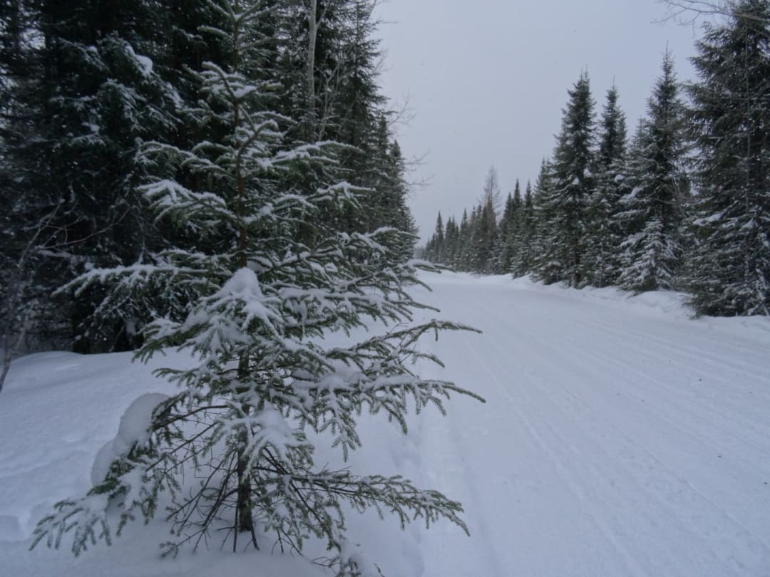 Snow covered pine trees along a snowmobile trail in north eastern Ontario