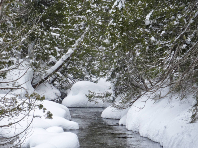 a small creek running beneath snow covered trees