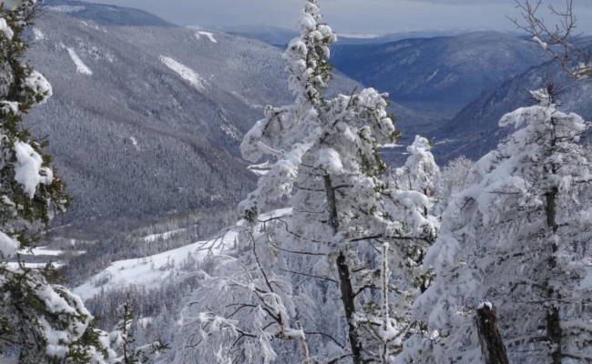 Snow covered pines on Mont-Saint-Pierre overlooking the valley