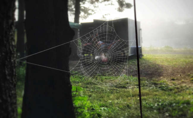 photo of a spider's web covered in morning dew