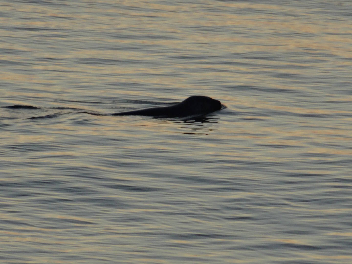 A seal in the evening waters at North Head, Grand Manan