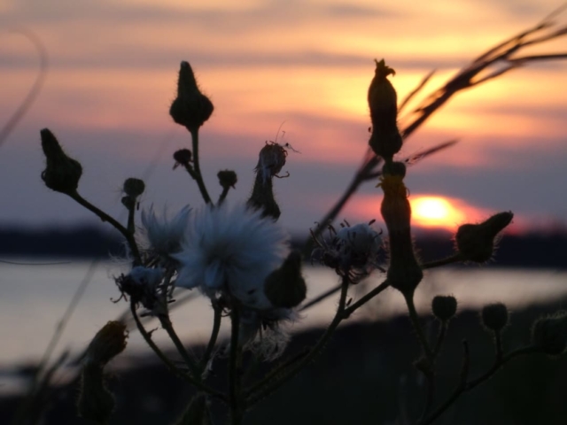 Dandelions backed by sunset at Linkletter Provincial Park on PEI