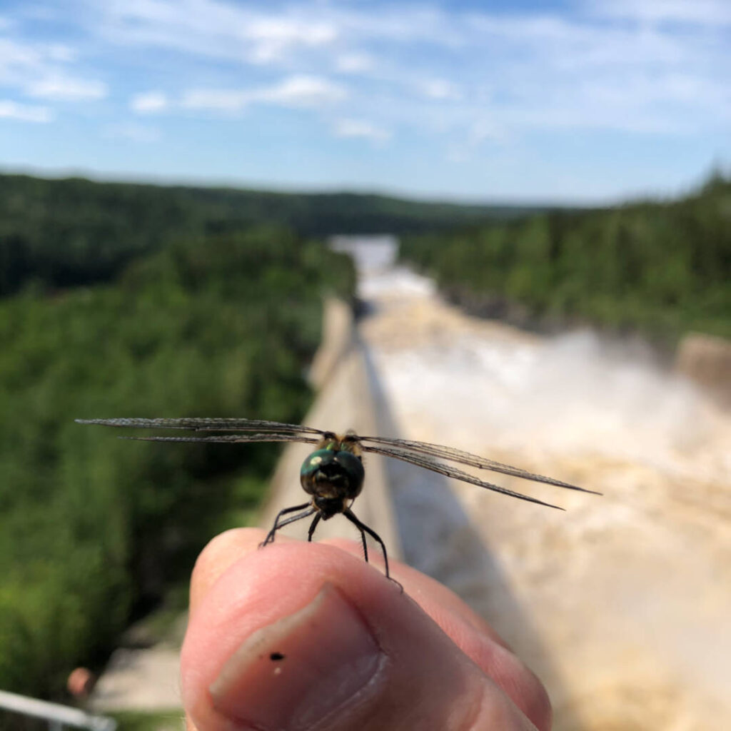 a photo of a dragon fly perched on a thumb