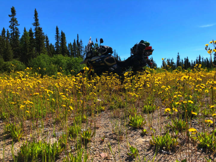 a photo of a motorcycle standing in a field of yellow flowers