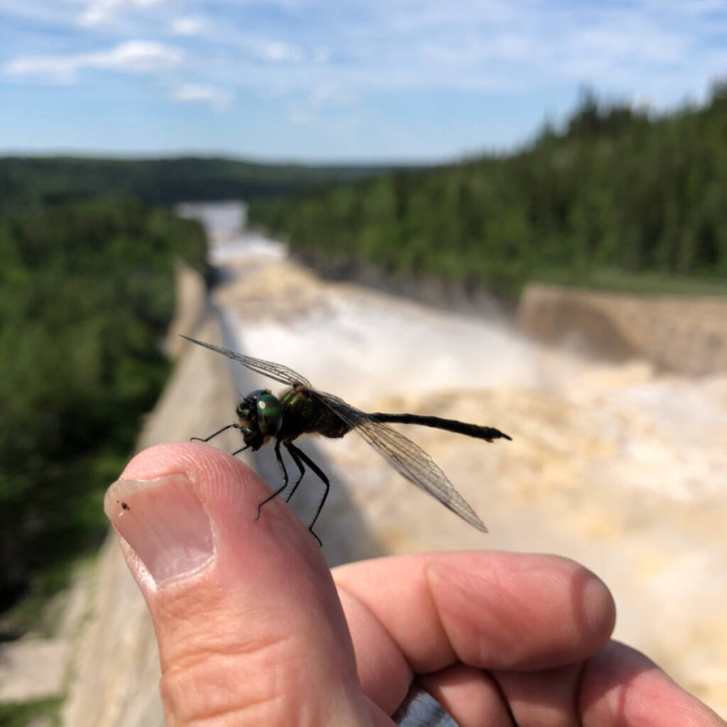 a photo of a dragon fly that had landed on my thumb